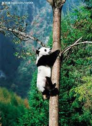 Panda's Physical and Behavioral Adaptations - Giant Pandas