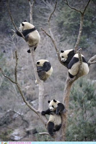 Behavioral Adaptations - Giant Pandas